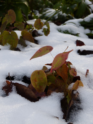 2017-12-10 Gartenimpressionen 4.jpg