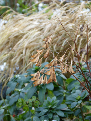 2017-12-10 Gartenimpressionen 5.jpg