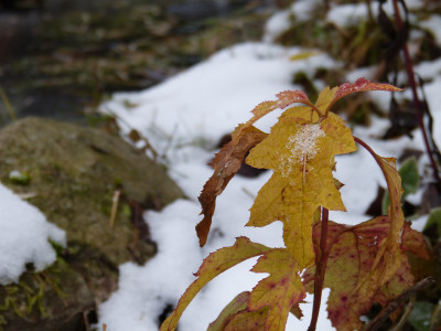 2017-12-10 Gartenimpressionen 6.jpg