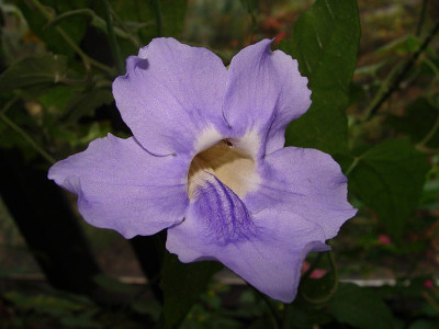 Thunbergia laurifolia-1.jpg