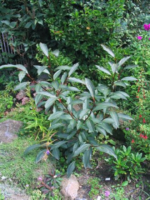 Salix_moupinensis_3.jpg