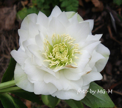 Imgp0138weiss-gef.jpg