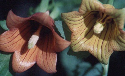 Canarina canariensis.jpg