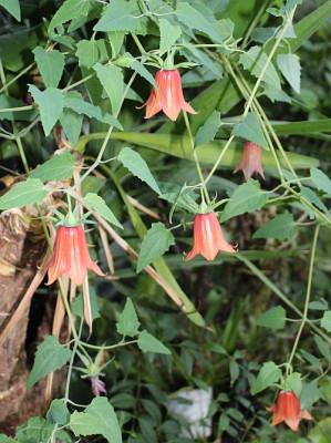 Canarina canariensisx.jpg