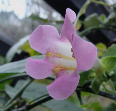 Lophospermum erubescens-1.jpg