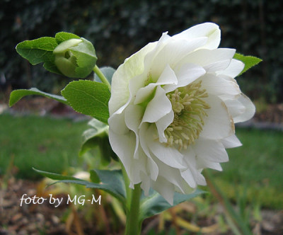 Imgp0141weiss-gef.jpg