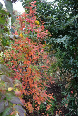 Amelanchier-RainbowPillar.15-1.jpg