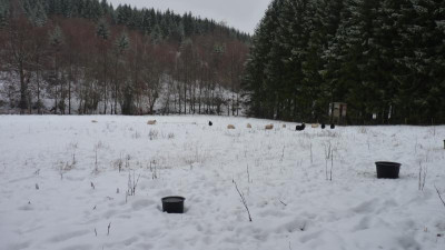 wintergrußsolling17.JPG