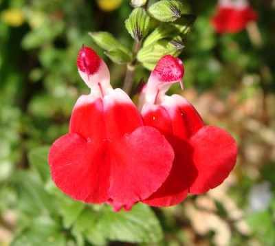 Salvia x jamensis Hot Lips.jpg