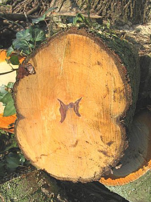 Holzbirne.jpg