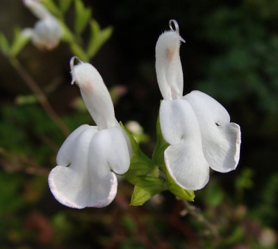 Salvia x jamensis Hot Lips1.jpg