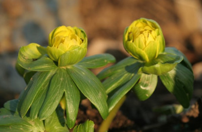 eranthis_gefuellt_4602.jpg