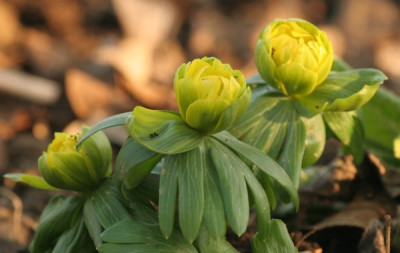 eranthis_gefuellt_4607.jpg