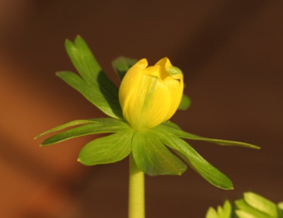 eranthis_gruenling_4589.jpg