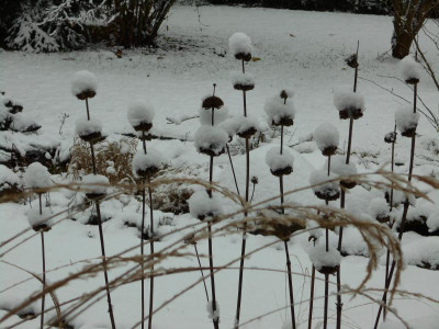 PhlomisRuss.JPG