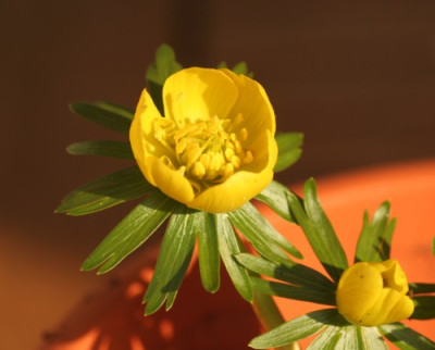 eranthis_x_thubergenii_4594.jpg