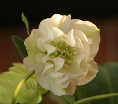 helleborus_orientalis_weiss_gefuellt_4583.jpg
