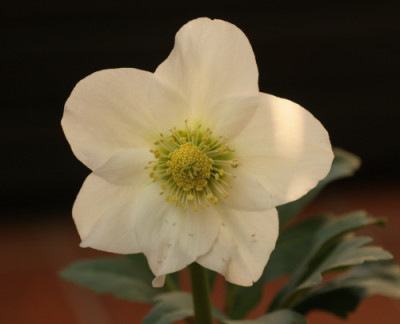 helleborus_niger_josef_lemper_4582.jpg
