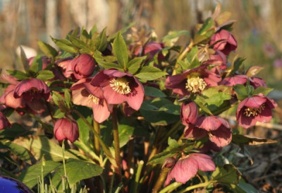 helleborus_rot_beet5_4604.jpg