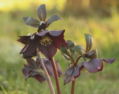 helleborus_orientalis_schwarz_4620.jpg
