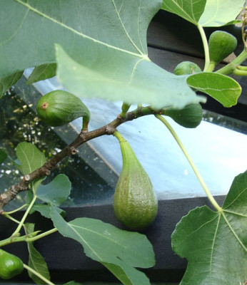 Ficus6.jpg
