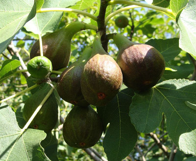 Ficus carica 2.jpg