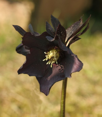 helleborus_orientalis_schwarz___3040.jpg