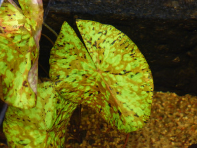 2017-12-14 Nymphaea 1.jpg