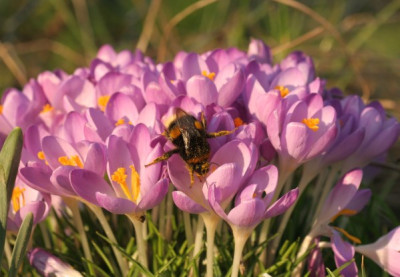 krokus_4616.jpg