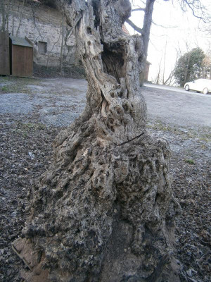 botanischer garten TÜ efeu mistel eibe 068.JPG