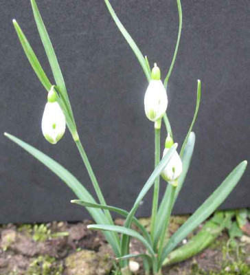 18.2.07._Galanthus_nivalis_Schalockii_K.__024.JPG