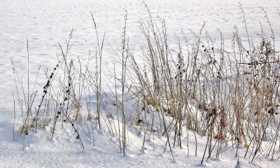 15.12.gräser.jpg