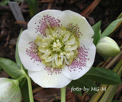 Imgp0128anemone-spot.jpg