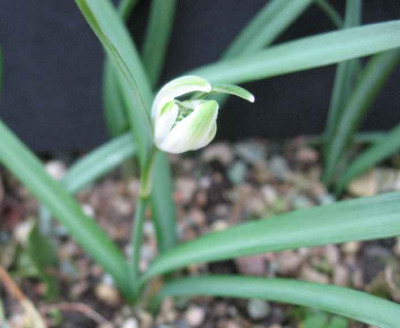 18.2.07._Galanthus_nivalis_Tante_Anne__019.JPG
