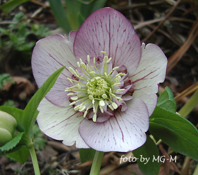 Imgp0121anemone2-veined.jpg