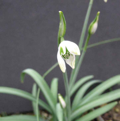 18.2.07.__Galanthus_Desdemona_011.JPG