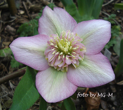 Imgp0131apfelbl-anemone.jpg