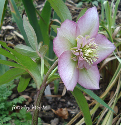 Imgp0134apfelbl-anemone.jpg