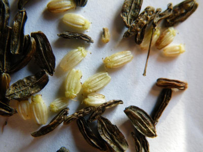Selinum3.JPG