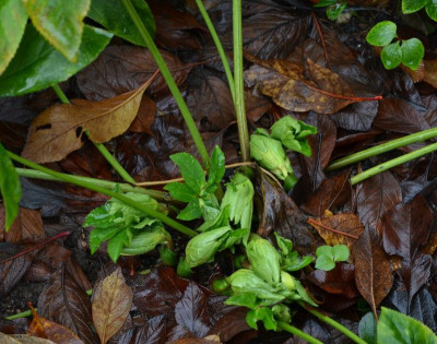Helleborus-gelb.17-4.jpg