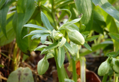 2017-12-17 Helleborus liguricus.jpg