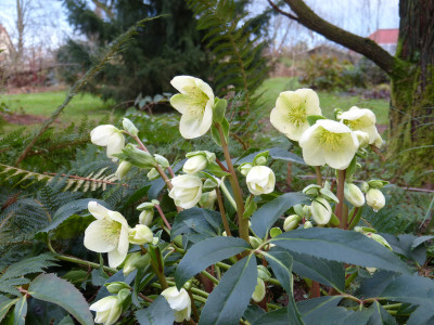 2017-12-17 Helleborus.jpg