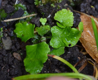 Asplenium-Sämlingt.17-3.jpg