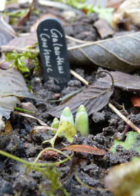 2017-12-17 Galanthus 'Cowhouse Green'.jpg