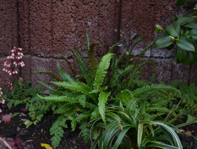 Asplenium_scolopendrium-Angustatum.17-1.jpg