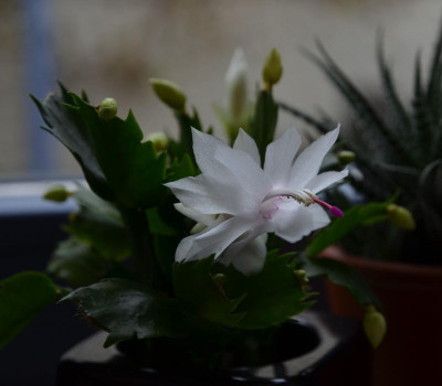 Schlumbergera-weiß.17-2.jpg