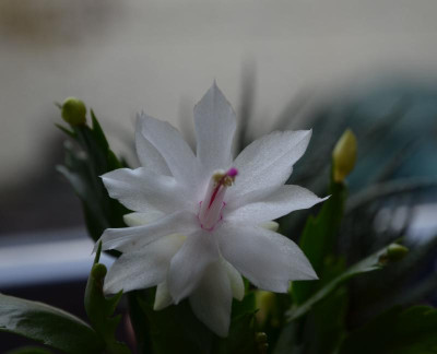 Schlumbergera-weiß.17-1.jpg