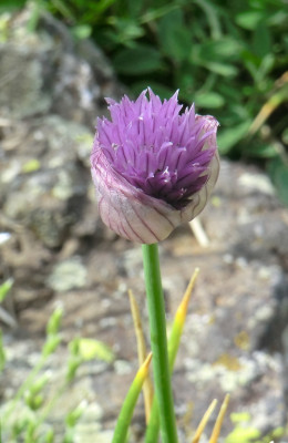 Allium.jpg