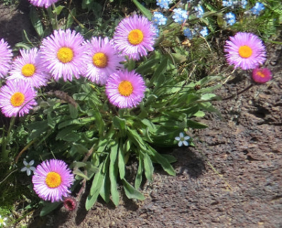 Erigeron.jpg