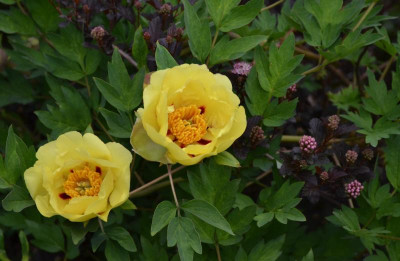 Paeonia-Souvenir de Lothar Parlasca.16-1.jpg